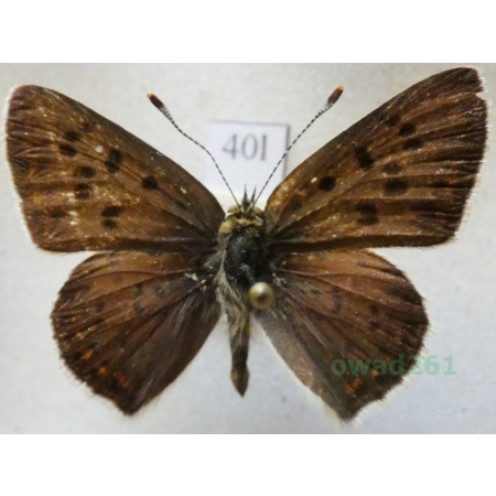 Lycaena tityrus (Poda, 1761) male Czerwończyk uroczek Czech40l